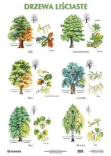 Plansza: Drzewa iglaste/Drzewa liściaste